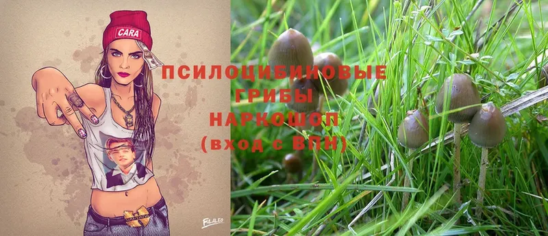 Галлюциногенные грибы Psilocybe  это наркотические препараты  Велиж  где купить  